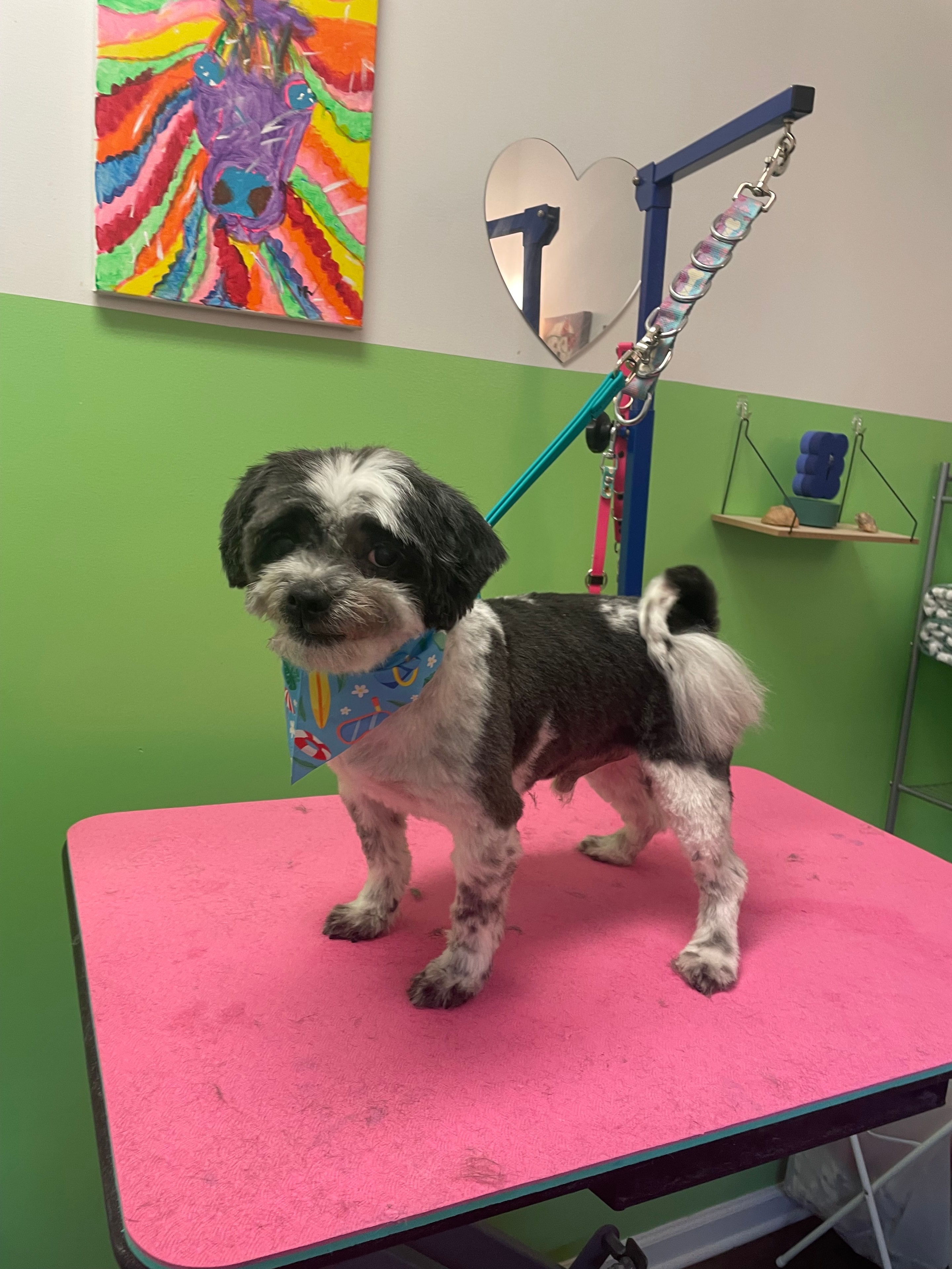 Dallas the Pomchi freshly groomed with a bandana at Oodlepaloodles