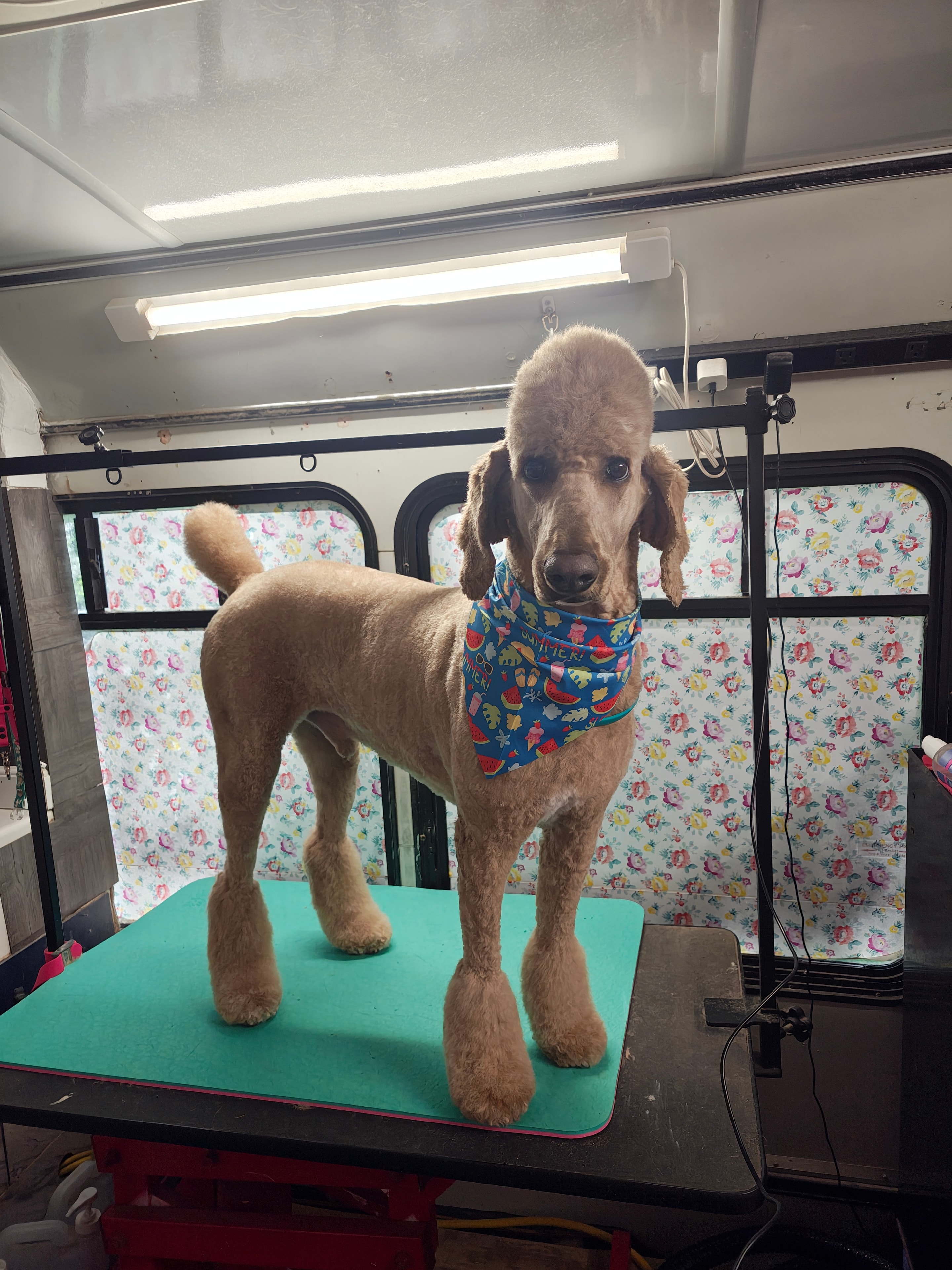 Golden doodle freshly groomed with a summer bandana at Oodlepaloodles