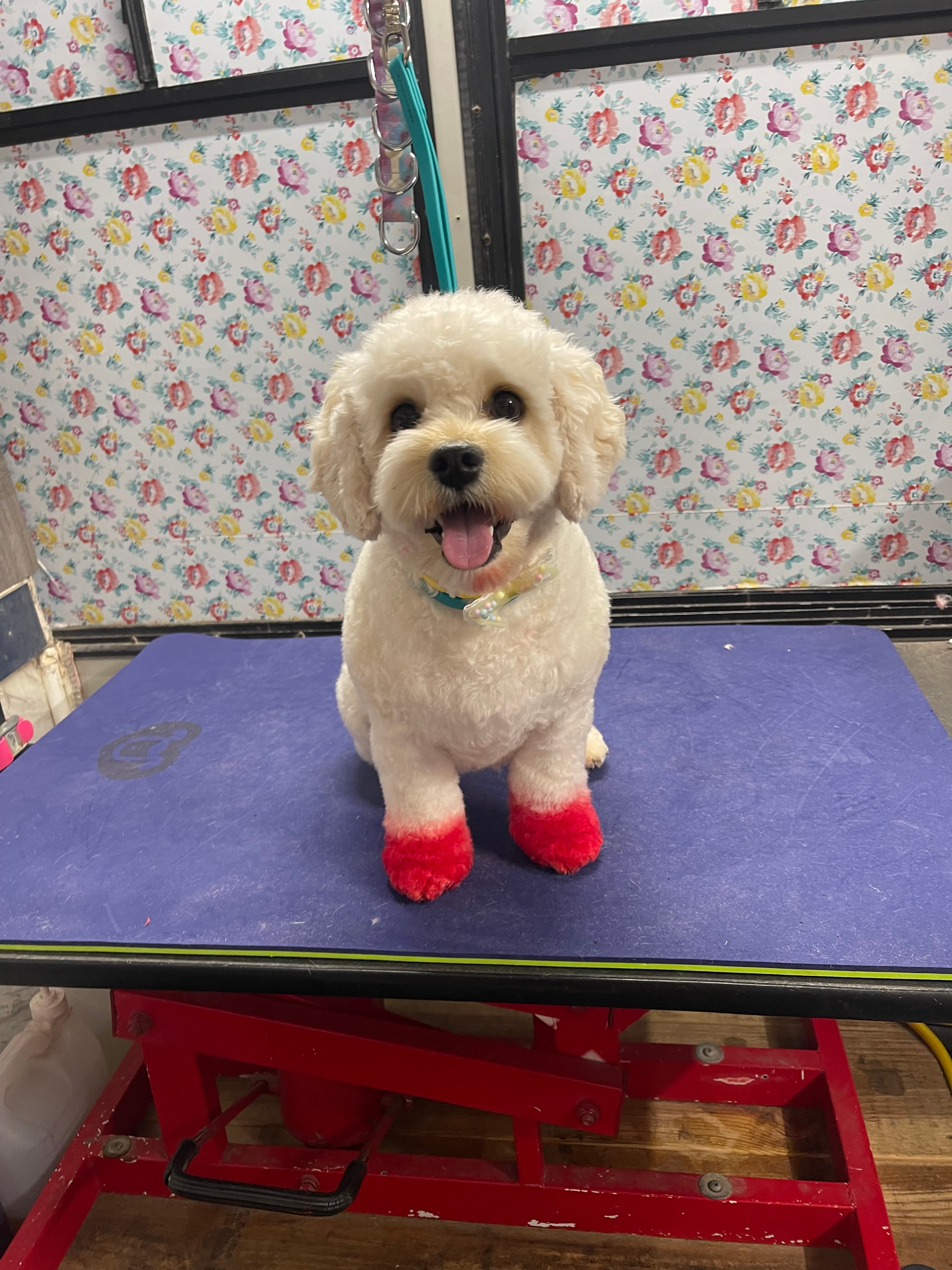 White poodle with red dip-dyed paws groomed at Oodlepaloodles